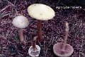 Agrocybe molesta-amf187